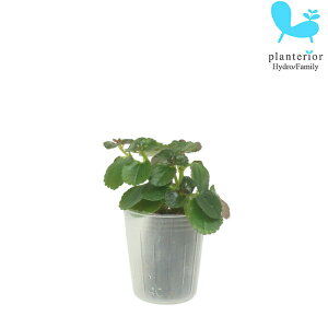 観葉植物 ハイドロカルチャー 苗 ピレア サンパウロ プチサイズ 1寸