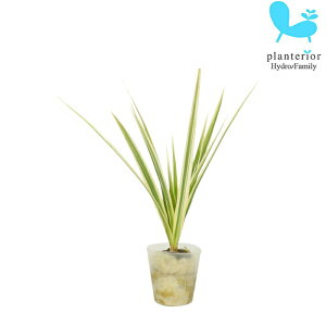 観葉植物 ハイドロカルチャー 苗 コンシンネ ホワイボリー プチサイズ 1寸