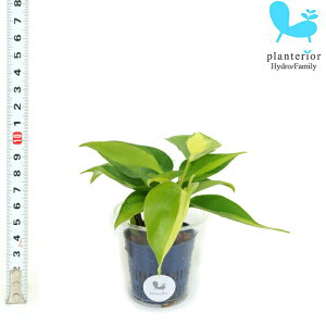 観葉植物 ハイドロカルチャー 苗 オキシカルディウム ブラジル Sサイズ 4.5パイ 1.5寸