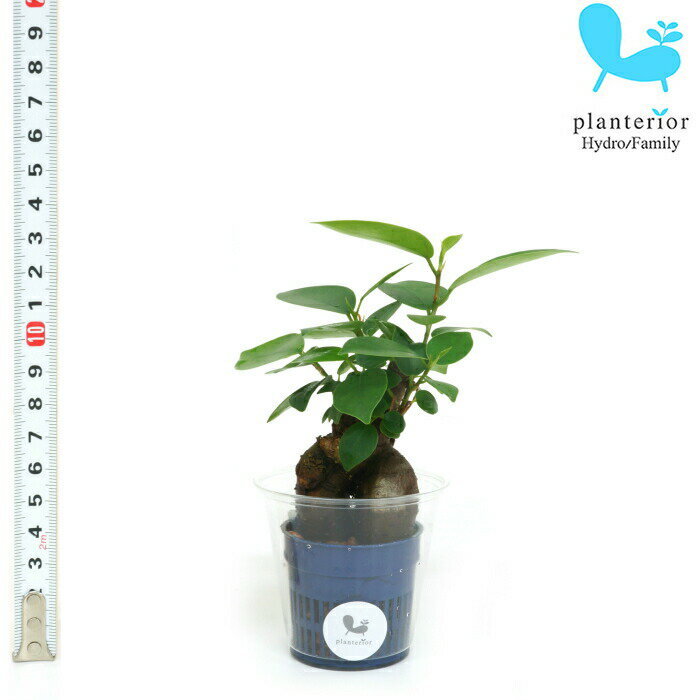 観葉植物 ハイドロカルチャー 苗 ガジュマル Sサイズ 4.5パイ 1.5寸のサムネイル