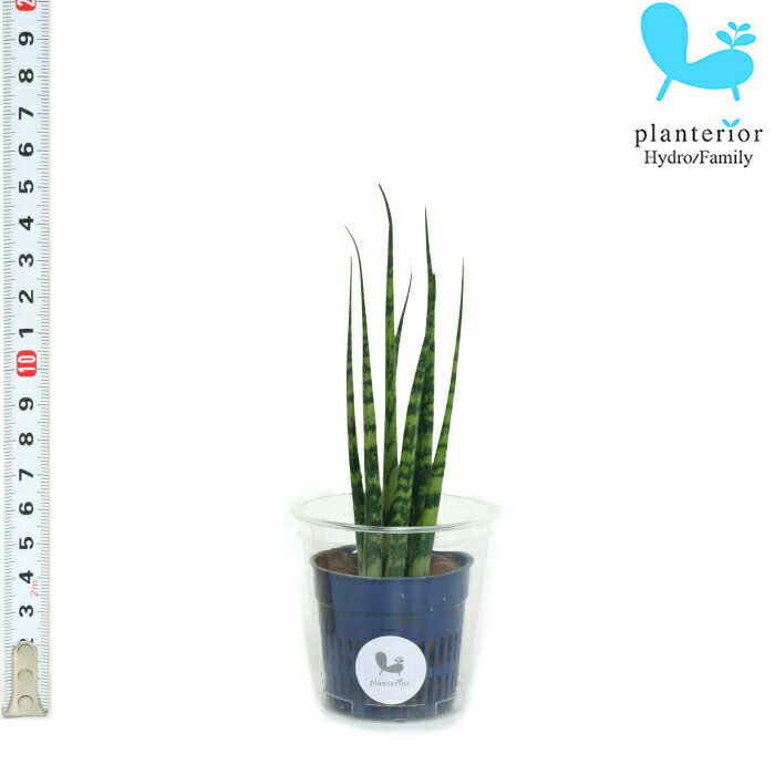 観葉植物 ハイドロカルチャー苗 サンスベリア ミカド Sサイズ 4.5パイ 1.5寸のサムネイル