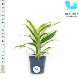 観葉植物 ハイドロカルチャー 苗 サンデリアナ ホワイト Sサイズ 4.5パイ 1.5寸