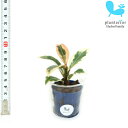 観葉植物 ハイドロカルチャー 苗 ゴムノキ（ティネケ） Sサイズ 4.5パイ 1.5寸