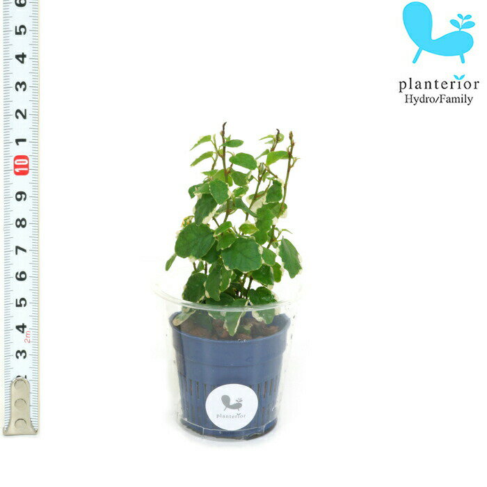 観葉植物 ハイドロカルチャー 苗 プミラ サニーホワイト Sサイズ 4.5パイ 1.5寸