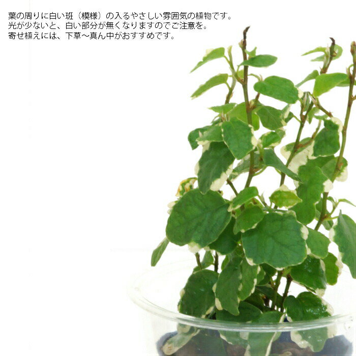 観葉植物 ハイドロカルチャー 苗 プミラ サニ...の紹介画像2