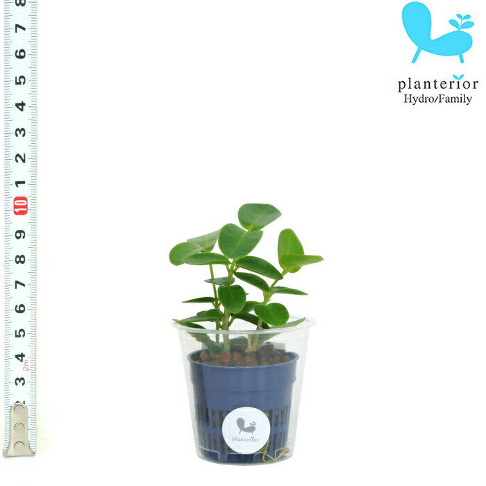 観葉植物 ハイドロカルチャー 苗 ホヤ クミギアーナ Sサイズ 4.5パイ 1.5寸