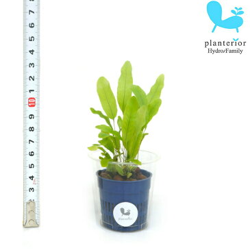 観葉植物 ハイドロカルチャー 苗 フレボディウム Sサイズ 4.5パイ 1.5寸