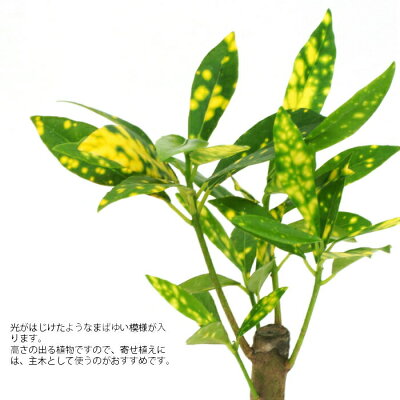 観葉植物 クロトン の育て方 季節に合わせて上手に成長させるコツを解説 暮らし の 観葉植物 クロトン の育て方 季節に合わせて上手に成長させるコツを解説 暮らし の