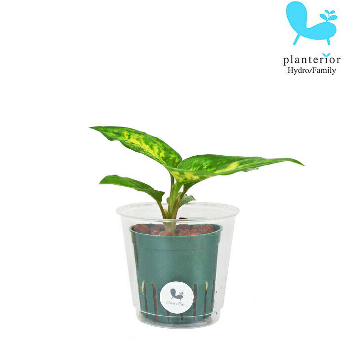 観葉植物 ハイドロカルチャー 苗 ディフェンバキア サブライム Mサイズ 6パイ 2寸