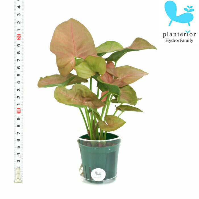 観葉植物 ハイドロカルチャー 苗 シンゴニウム ピンク Mサイズ 6パイ 2寸のサムネイル