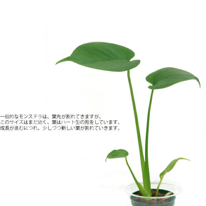 観葉植物 ハイドロカルチャー 苗 モンステラ Mサイズ 6パイ 2寸 2