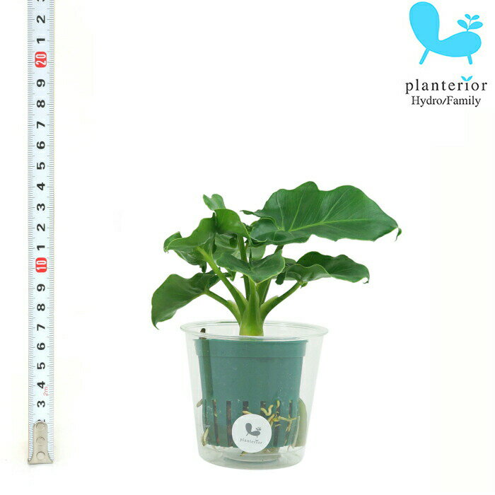観葉植物 ハイドロカルチャー 苗 フィロデンドロン セローム スーパー アトム Mサイズ 6パイ 2寸