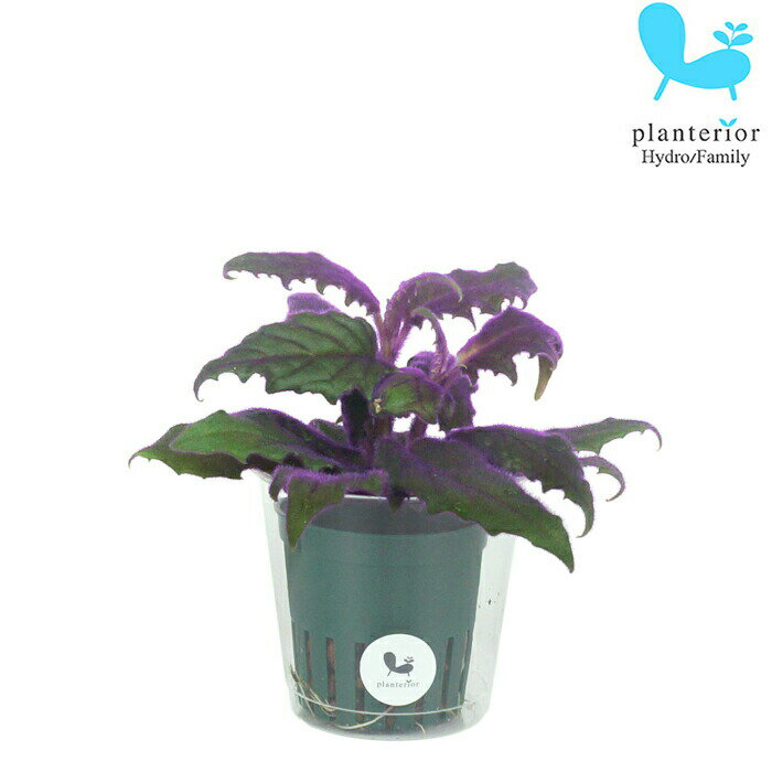 観葉植物 ハイドロカルチャー 苗 ギヌラ Mサイズ 6パイ 2寸