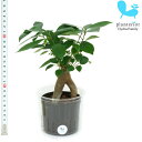 観葉植物 ハイドロカルチャー 苗 ガジュマル Lサイズ 9パイ 3寸