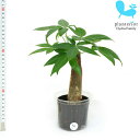 観葉植物 ハイドロカルチャー 苗 パキラ Lサイズ 9パイ 3寸