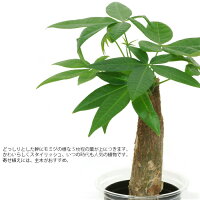 楽天市場 観葉植物 ハイドロカルチャー 苗 パキラ Lサイズ 9パイ 3寸 タノシミドリ 楽天市場 観葉植物 ハイドロカルチャー 苗 パキラ Lサイズ 9パイ 3寸 タノシミドリ