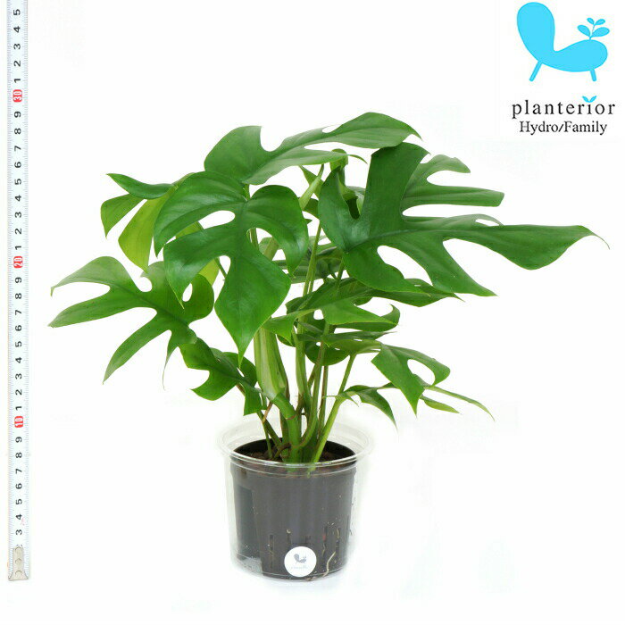 観葉植物 ハイドロカルチャー 苗 ヒメモンステラ Lサイズ 9パイ 3寸のサムネイル