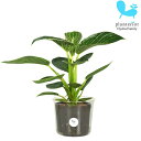 観葉植物 ハイドロカルチャー 苗 フィロデンドロン バーキン Lサイズ 9パイ 3寸