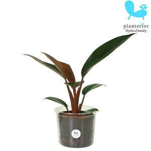 観葉植物 ハイドロカルチャー フィロデンドロン ロジョコンゴ Lサイズ 9パイ 3寸