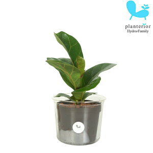 観葉植物 ハイドロカルチャー 苗 フィカス リラータ カシワバゴム Lサイズ 9パイ 3寸