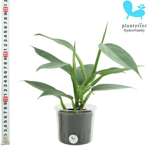観葉植物 ハイドロカルチャー 苗 フィロデンドロン シルバーメタル Lサイズ 9パイ 3寸