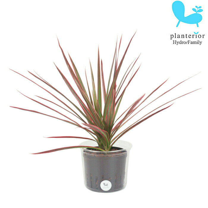 観葉植物 ハイドロカルチャー 苗 コンシンネ レインボー Lサイズ 9パイ 3寸のサムネイル