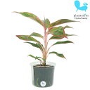 観葉植物 ハイドロカルチャー 苗 アグラオネマ レッドゴールド Lサイズ 9パイ 3寸