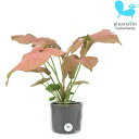 観葉植物 ハイドロカルチャー 苗 シンゴニウム ピンク Lサイズ 9パイ 3寸