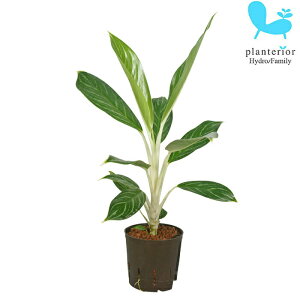 観葉植物 ハイドロカルチャー 苗 アグラオネマ ホワイトステム 13パイ