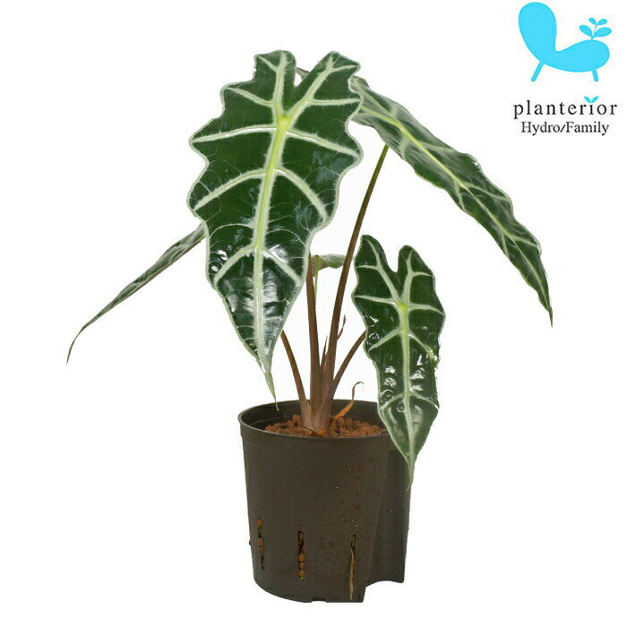 観葉植物 ハイドロカルチャー 苗 アロカシア アマゾニカ ドワーフ 13パイのサムネイル