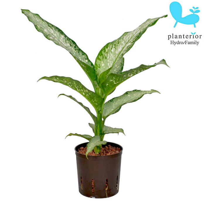 観葉植物 ハイドロカルチャー 苗 ディフェンバキア ティキ 13パイ