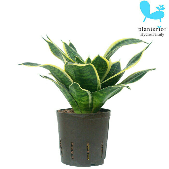 観葉植物ハイドロカルチャー苗サンス...