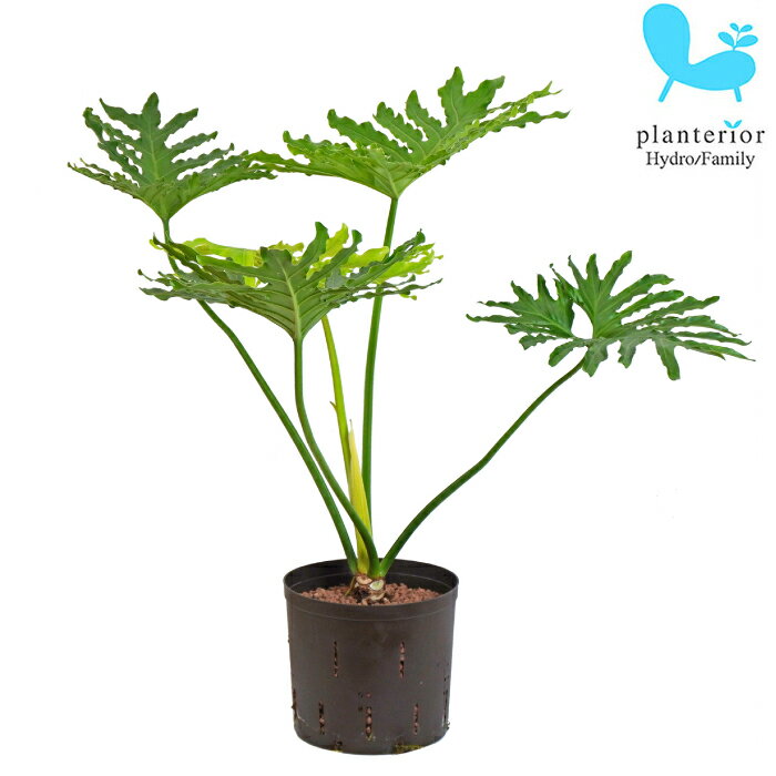 観葉植物 ハイドロカルチャー 苗 フィロデンドロン セローム 22パイ