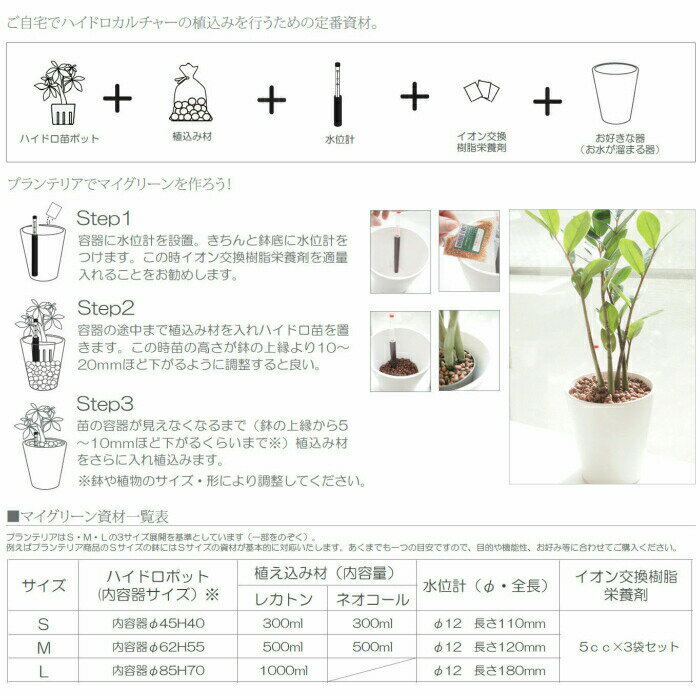 観葉植物 ハイドロカルチャー 苗 モンステラ Mサイズ 6パイ 2寸 3