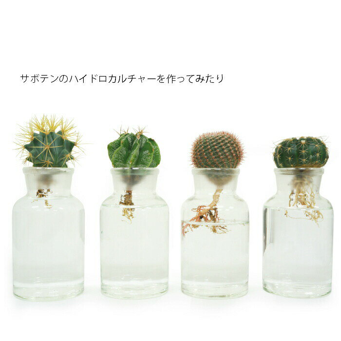 【器】 メディスンボトル 試薬瓶 500ml 観葉植物 ハイドロカルチャー 向き