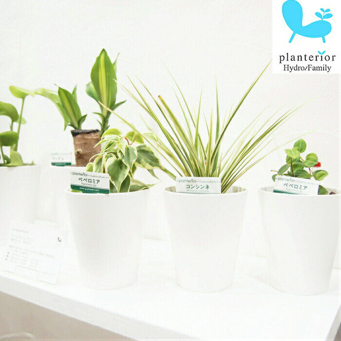 ハイドロカルチャーへのリンク