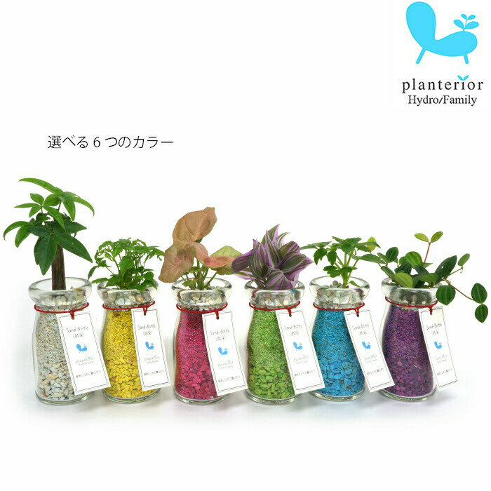 カポック 観葉植物 【パキラ シェフレラ サンスベリア ほか、いろいろ選べる】 サンドボトル ミルク 植物セット ハイドロカルチャー