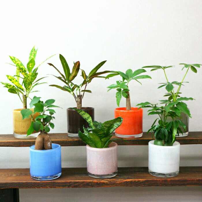 楽天市場】ヴィンテージ(観葉植物|花・観葉植物):花 楽天市場】ヴィンテージ(観葉植物|花・観葉植物):花