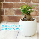 ガジュマル 多幸の木 水やり簡単! ハイドロカルチャー 水位計つき ピュアボウルLL陶器鉢セット