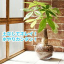 パキラ 水やり簡単! ハイドロカルチャー フローラボールS(120)セット ミニ観葉 観葉植物