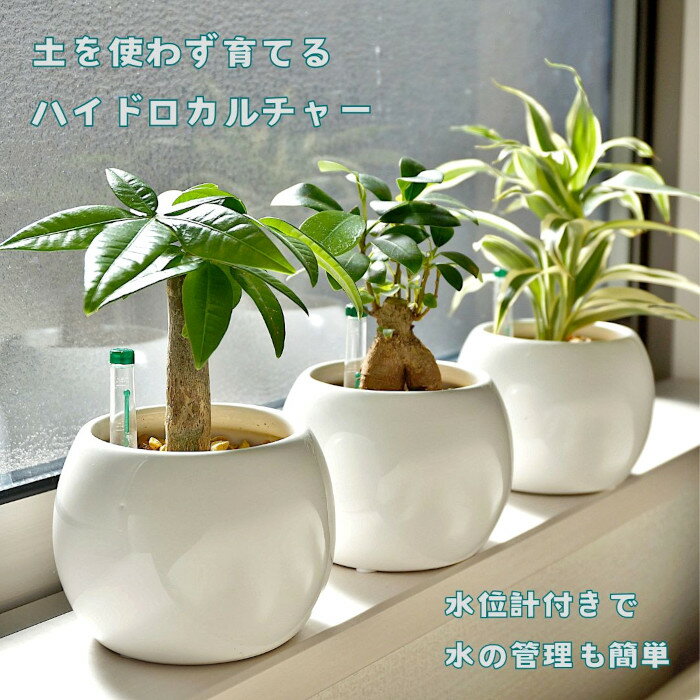 ガジュマル 観葉植物 【パキラ ガジュマル ポトス ほか、植物が選べる】 ハイドロカルチャー ミニ観葉 バルーン 陶器鉢 ゼオライト 植え 植物セット ナギ バンブー