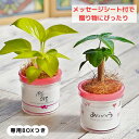観葉植物 【パキラ ポトス シェフレラ ほか、植物が選べる】モデラートS 専用BOXつき ミニ観葉 ハイドロカルチャー 水耕栽培 ココファイバー