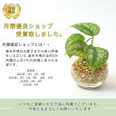 tanoshimidori:10001070のサンプル画像3