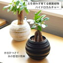 観葉植物 【パキラ ガジュマル 】 ハイドロカルチャー ペシュラウンド LL ガラス 鉢セット水位計つき ギフト ミニ観葉 黒 白