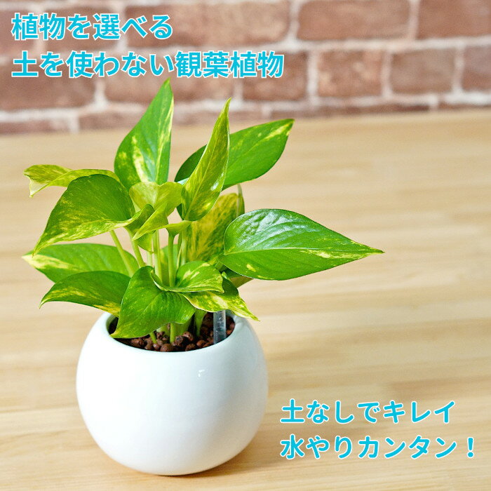 観葉植物 植物が選べる【ポトス マドカズラ トネリコ】 水位計つき 水やり簡単！ ハイドロカルチャー ピュアボウルLL陶器鉢セット ミニ観葉のサムネイル