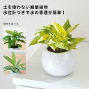 観葉植物 植物が選べる【ポトス マドカズラ アルテシマ アグラオネマ アンスリウム 】 水位計つき 水やり簡単! ハイドロカルチャー ピュアボウルLL陶器鉢セッ...