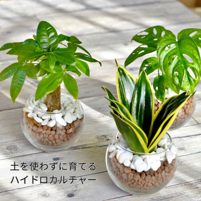 観葉植物 【パキラ ガジュマル マドカズラ ほか 植物が選べる】 シンプルボール ストーン レカトン 植え ハイドロボール 観葉植物 ミニ観葉 ハイドロカルチャー