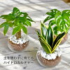  観葉植物 【パキラ ガジュマル マドカズラ ほか、植物が選べる】 シ...