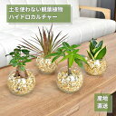 観葉植物【パキラ ガジュマル サンスベリア アンスリウム ほか、】ハイドロカルチャー シンプルボールのゼオライト植え Mサイズ ミニ観葉 本物