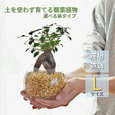 観葉植物 【パキラ ガジュマル サンスベリア フィロデンドロン 植物が選べる】ハイドロカルチャー ミニ観葉 Lサイズ シンプルボールL&スクエア ゼオライト植え...